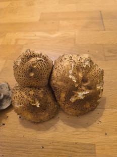 Гриб из Берлин