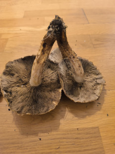 Гриб из Берлин