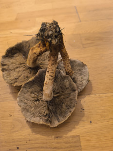 Гриб из Берлин