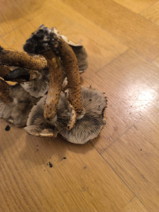 Гриб из Берлин