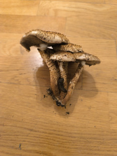 Гриб из Берлин