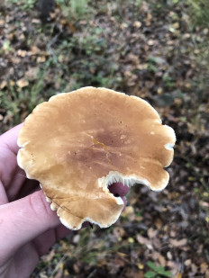 Гриб из Болгария, Свети Влас