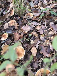 Гриб из Болгария, Свети Влас