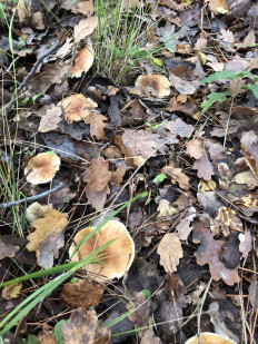 Гриб из Болгария, Свети Влас