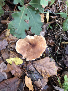 Гриб из Болгария, Свети Влас