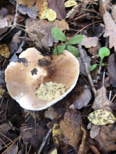 Гриб из Болгария, Свети Влас