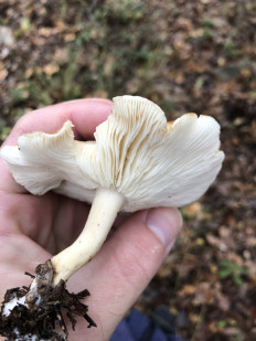 Гриб из Болгария, Свети Влас