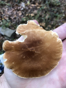 Гриб из Болгария, Свети Влас