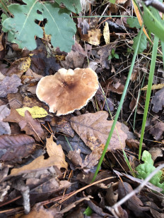 Гриб из Болгария, Свети Влас