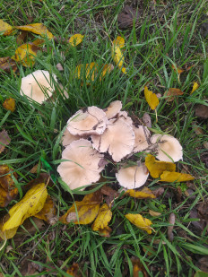 Гриб из Ейск