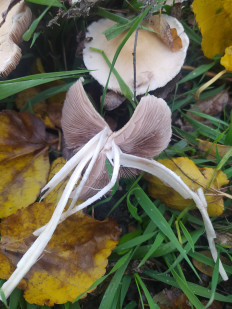 Гриб из Ейск