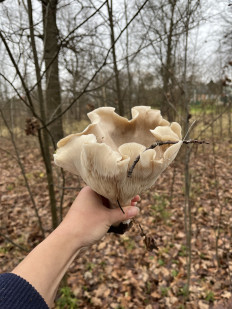 Гриб из Чехов