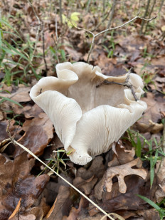 Гриб из Чехов