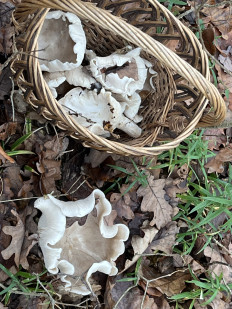 Гриб из Чехов