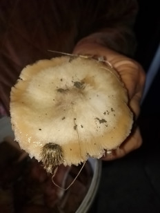 Гриб из Штефан Воде