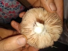 Гриб из Штефан Воде