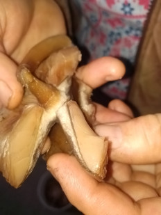 Гриб из Штефан Воде