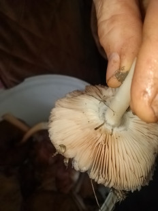 Гриб из Штефан Воде