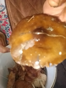 Гриб из Штефан Воде