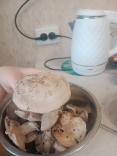 Гриб из Тольятти