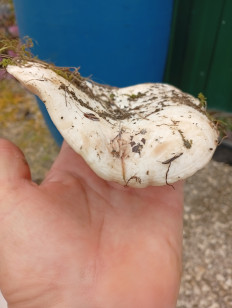 Гриб из Краснодарский край