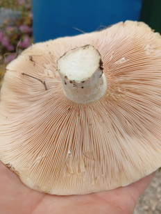 Гриб из Краснодарский край