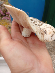 Гриб из Краснодарский край