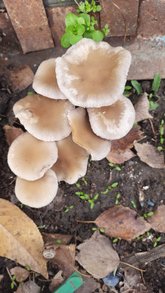 Гриб из Мелитополь