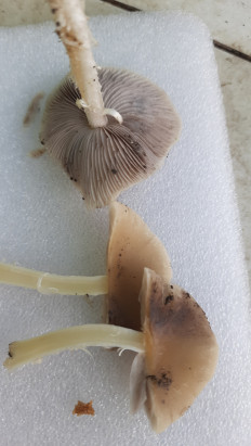 Гриб из Мелитополь