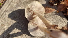 Гриб из Мелитополь