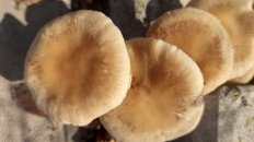 Гриб из Мелитополь