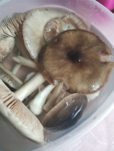 Гриб из Краснодарский край станица выселки