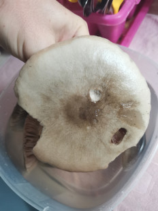 Гриб из Краснодарский край станица выселки