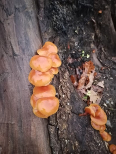 Гриб из Воронеж