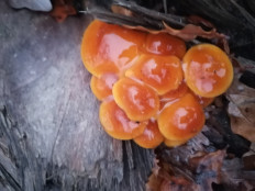 Гриб из Воронеж