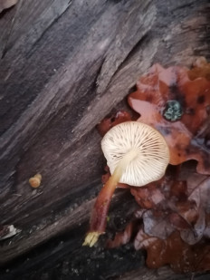 Гриб из Воронеж