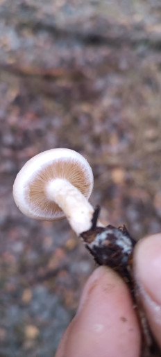 Гриб из Воронеж