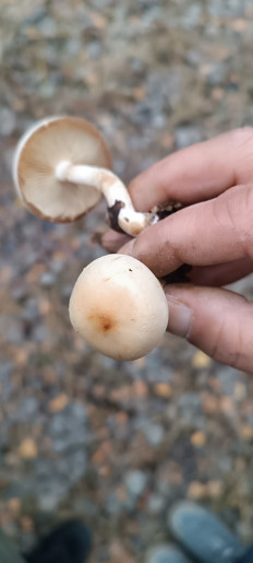 Гриб из Воронеж