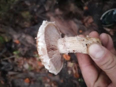 Чешуйчатка разрушающая