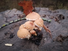 Чешуйчатка разрушающая