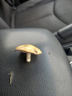 Гриб из Красный Луч