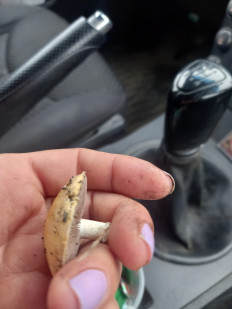 Гриб из Красный Луч