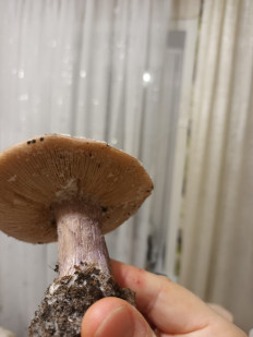 Гриб из гор. Самара