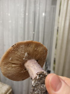 Гриб из гор. Самара