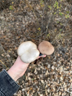 Гриб из Астрахань