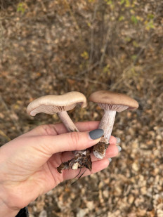 Гриб из Астрахань