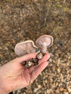 Гриб из Астрахань