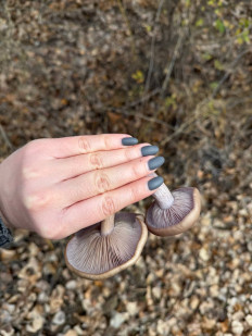 Гриб из Астрахань