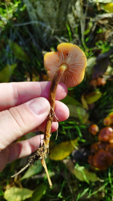 Гриб из Киев