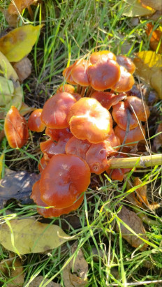 Гриб из Киев